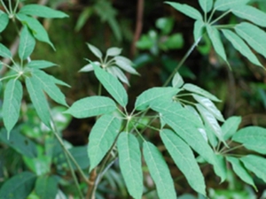 小泡通树
