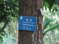 乌木屑