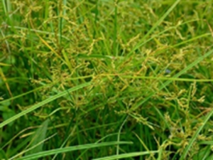 三楞草