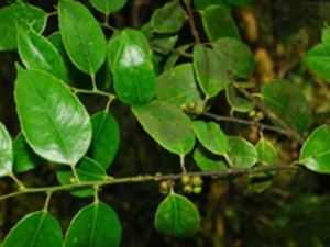 山绿茶
