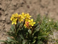 青藏虎耳草