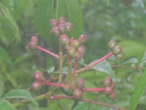 石山花椒