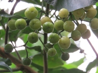 山油柑果实