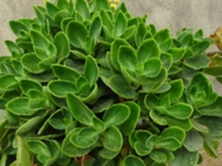匙叶伽蓝菜