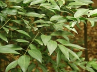 顺江木