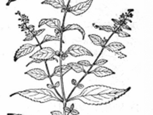 山香草