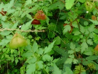 三角泡