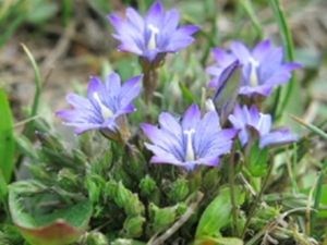 匙叶龙胆