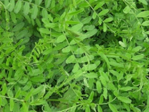 山野豌豆