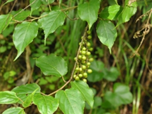 小通草叶