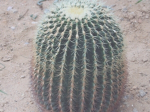 仙人球