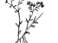 小万年草