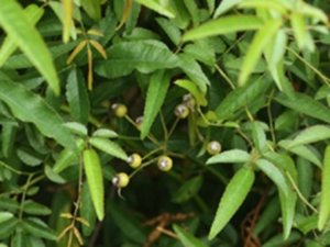 小金樱子