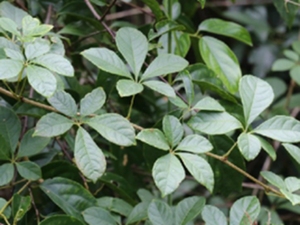 小九节铃