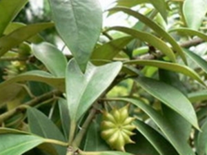 莽草根