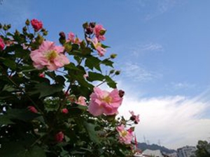 木芙蓉