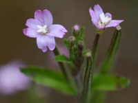 柳叶菜花