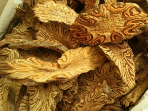 飞天蠄蟧