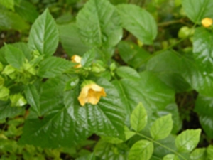 黄花稔