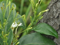 亮叶茉莉