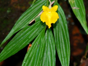 黄花山柰