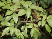 广西花点草根