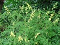 黄花地锦苗
