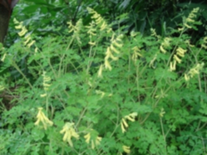 黄花地锦苗