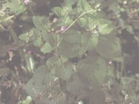 狗仔花