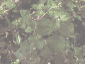 狗仔花