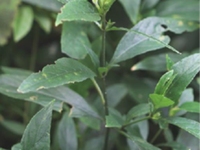 飞来蓝