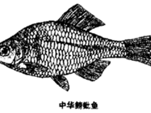 鰟魮鱼