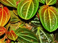 毛柄锦香草