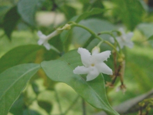 广西狗牙花