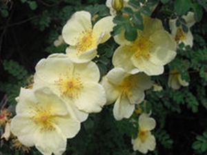 黄花蔷薇