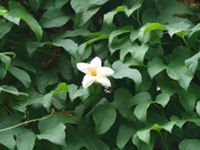 木鳖子根