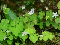 母猪草