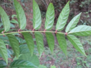脉果漆