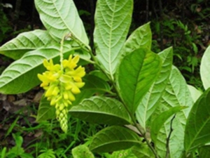 黄花参