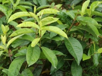 龙船花茎叶
