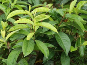 龙船花茎叶
