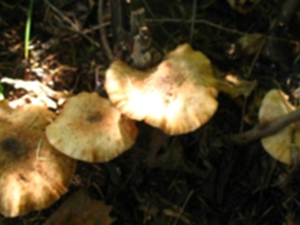 亮菌