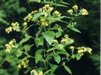 苦荬菜