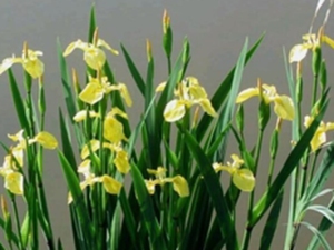 黄花鸢尾