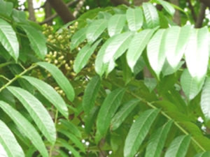 方榄