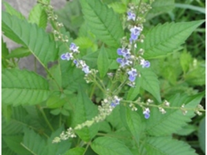 黄荆根