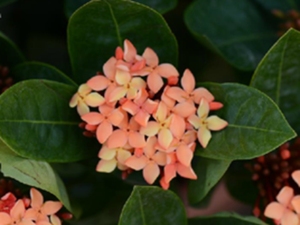 龙船花