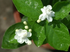 茉莉花露