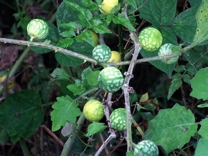 黄果茄
