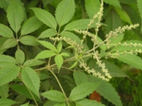 牡荆沥